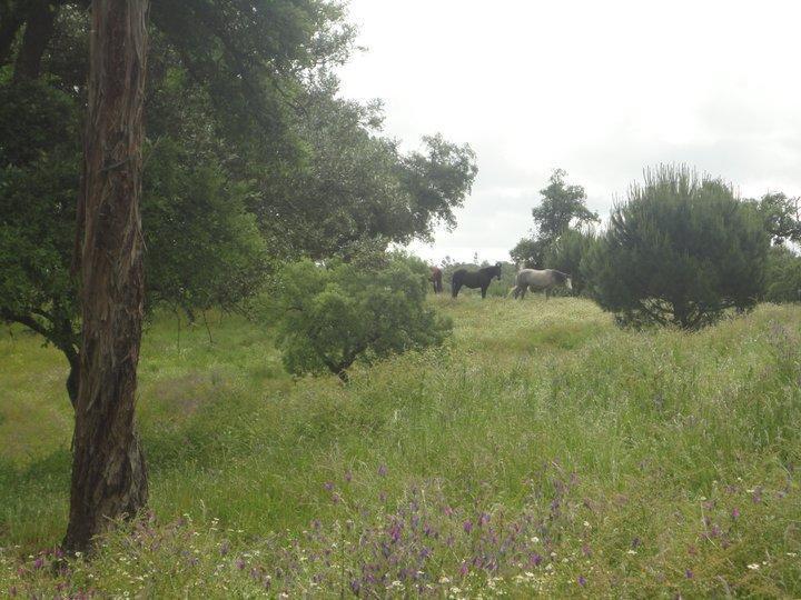 Coudelaria Vale Pau Villa Coruche Eksteriør billede